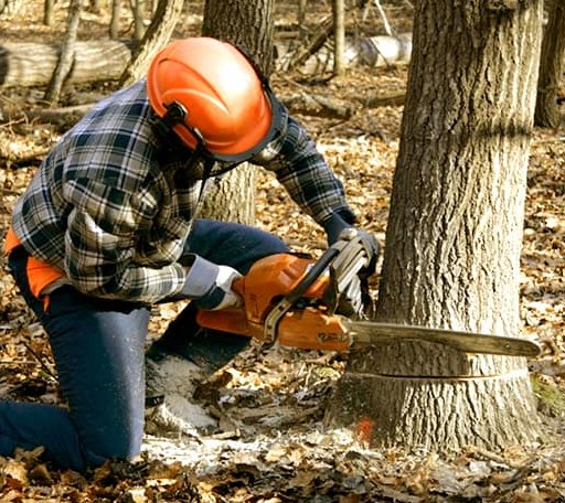 Tree Removal in Iron Mountain, MI